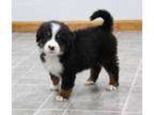 Bernese Mountain Dog Puppy for sale in Wellman, IA, USA