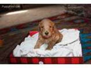 Goldendoodle Puppy for sale in Clever, MO, USA