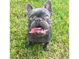 French Bulldog Puppy for sale in Canton, TX, USA