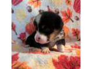 Pembroke Welsh Corgi Puppy for sale in Core, WV, USA
