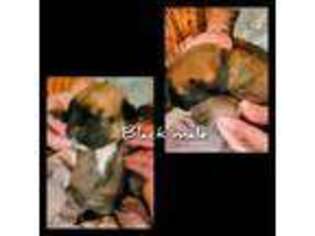 Boerboel Puppy for sale in Bulls Gap, TN, USA