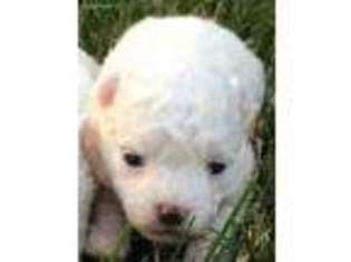 Mutt Puppy for sale in Flushing, MI, USA