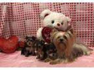 Yorkshire Terrier Puppy for sale in Sainte Genevieve, MO, USA
