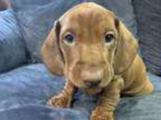 Dachshund Puppy for sale in Madison, CT, USA