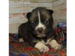 Mutt Puppy for sale in Bandon, OR, USA