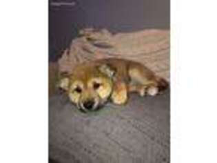 Shiba Inu Puppy for sale in Coram, NY, USA
