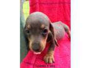 Dachshund Puppy for sale in Brookhaven, MS, USA