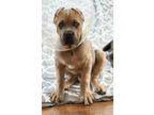 Cane Corso Puppy for sale in Wayne, IL, USA