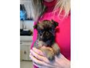 Brussels Griffon Puppy for sale in Nilwood, IL, USA