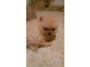 Pomeranian Puppy for sale in Pineville, MO, USA