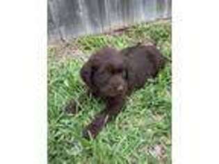 Labradoodle Puppy for sale in Cypress, TX, USA