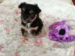 Mutt Puppy for sale in WARNER, NH, USA