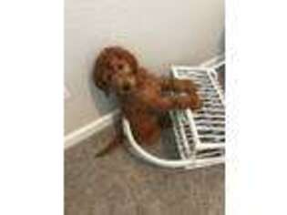 Goldendoodle Puppy for sale in Debary, FL, USA