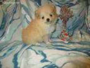 Pomeranian Puppy for sale in Monon, IN, USA
