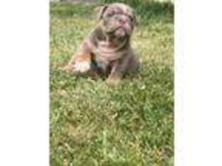 Bulldog Puppy for sale in Mahopac, NY, USA