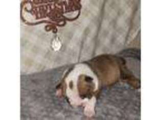 Bulldog Puppy for sale in Eunice, NM, USA