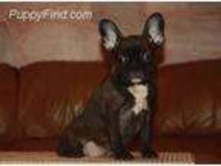 French Bulldog Puppy for sale in Millbury, MA, USA