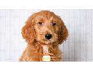 Mutt Puppy for sale in Lima, OH, USA
