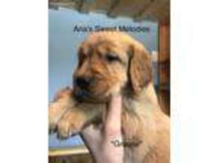 Golden Retriever Puppy for sale in Ely, MN, USA