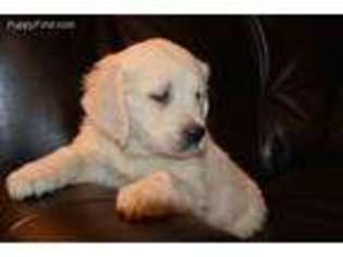 Mutt Puppy for sale in Bryan, OH, USA