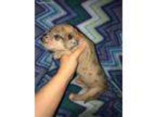 Great Dane Puppy for sale in Dawson, PA, USA