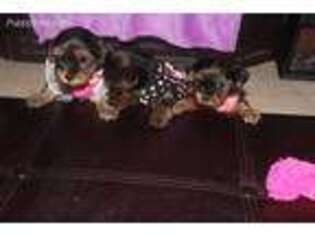 Yorkshire Terrier Puppy for sale in Duncan Falls, OH, USA