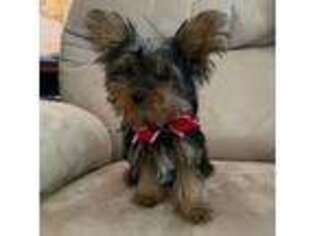 Yorkshire Terrier Puppy for sale in Nineveh, IN, USA