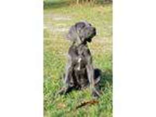 Weimaraner Puppy for sale in Andalusia, AL, USA