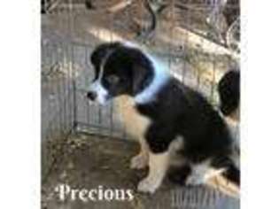 Border Collie Puppy for sale in Shafter, CA, USA