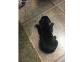 Great Dane Puppy for sale in Binger, OK, USA