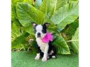 Boston Terrier Puppy for sale in Atwater, CA, USA