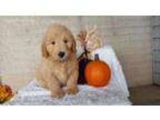 Goldendoodle Puppy for sale in Paw Paw, WV, USA