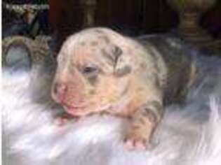 Bulldog Puppy for sale in Watertown, CT, USA