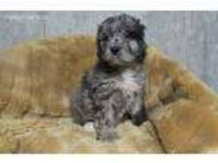 Cock-A-Poo Puppy for sale in Owingsville, KY, USA