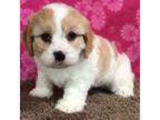 Cavachon Puppy for sale in Millersburg, OH, USA
