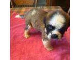 Saint Bernard Puppy for sale in Kittanning, PA, USA