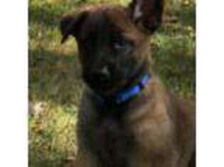 Belgian Malinois Puppy for sale in Cleveland, OH, USA