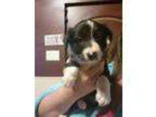 Border Collie Puppy for sale in Rialto, CA, USA