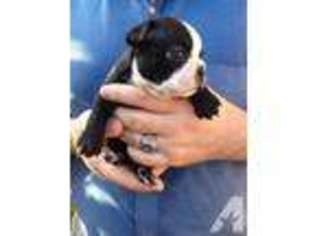 Boston Terrier Puppy for sale in SAN DIEGO, CA, USA