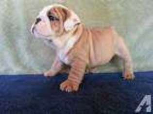 Bulldog Puppy for sale in SAN JUAN, TX, USA