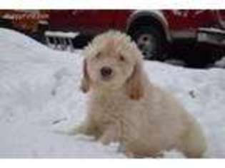 Goldendoodle Puppy for sale in Woodruff, WI, USA