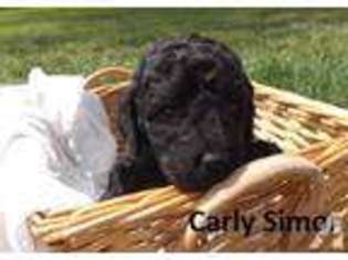 Goldendoodle Puppy for sale in HERMISTON, OR, USA