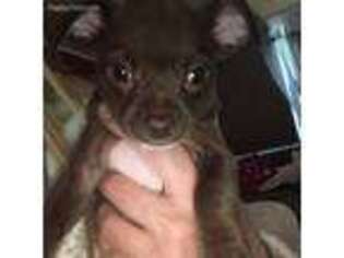 Chihuahua Puppy for sale in East Islip, NY, USA