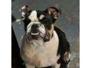 Bulldog Puppy for sale in Reading, PA, USA