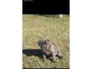 Cane Corso Puppy for sale in Savannah, GA, USA