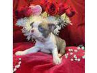 Boston Terrier Puppy for sale in Vanceburg, KY, USA