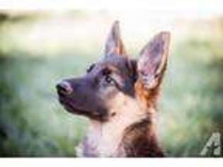 German Shepherd Dog Puppy for sale in FAIRFIELD, CA, USA