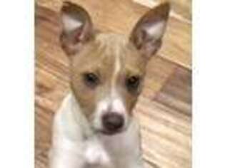Rat Terrier Puppy for sale in Plaquemine, LA, USA