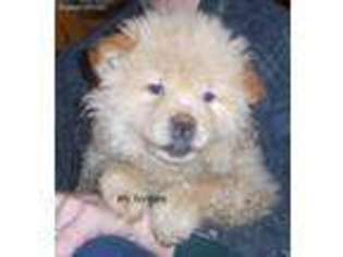 Chow Chow Puppy for sale in Kronenwetter, WI, USA