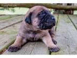 Mastiff Puppy for sale in Branch, MI, USA